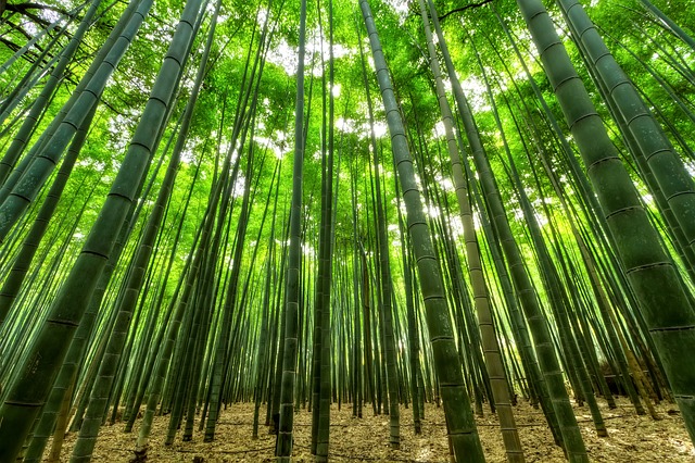 Bambù gigante